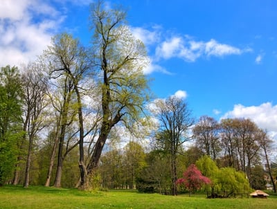 Übersiedlung Wien Dahlen
