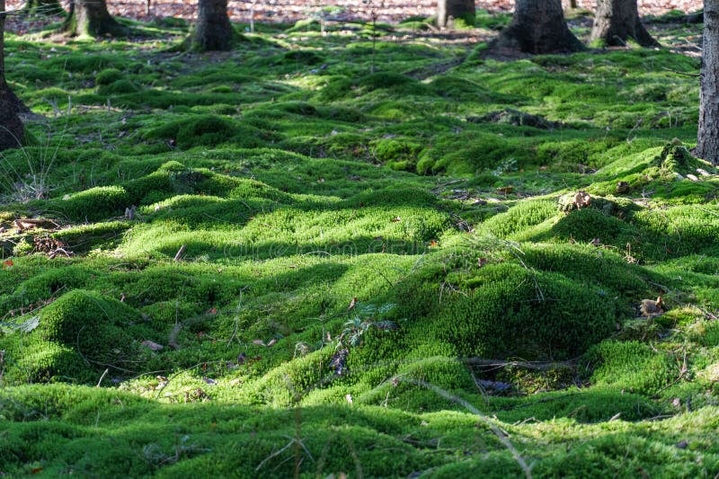 Bannerbild für Umzug von Fürstenau nach Wien