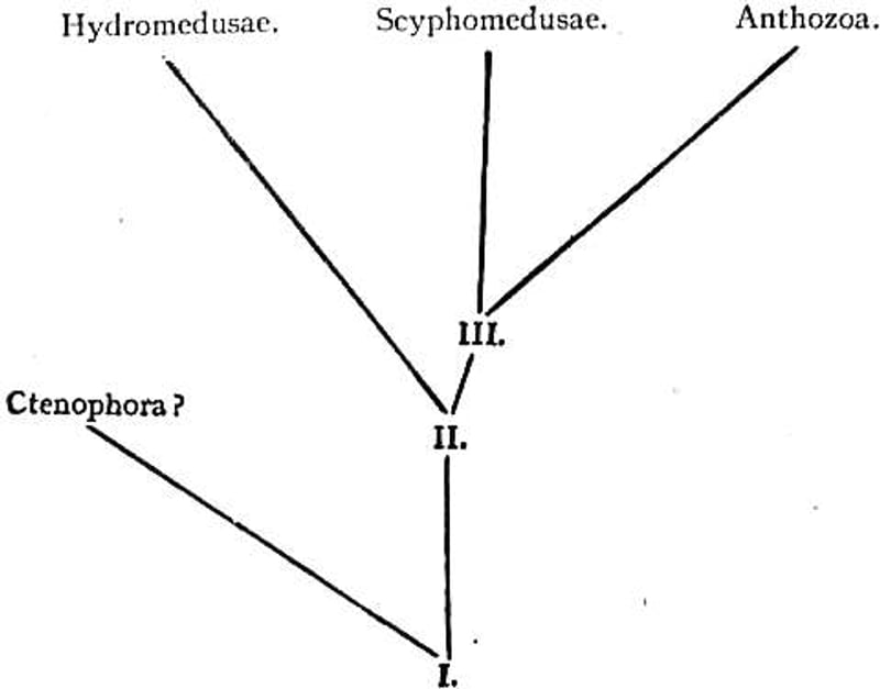 Bannerbild für Umzug von Reichsstadt Strassburg nach Wien